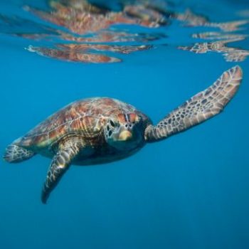 Underwater shot of a turtle
