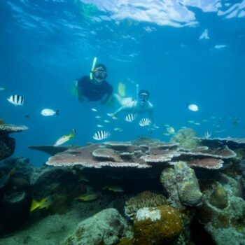 Two people snorkeling over a coral reef surrounded by tropical reef fish.